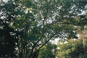 Olympus Trip XB3